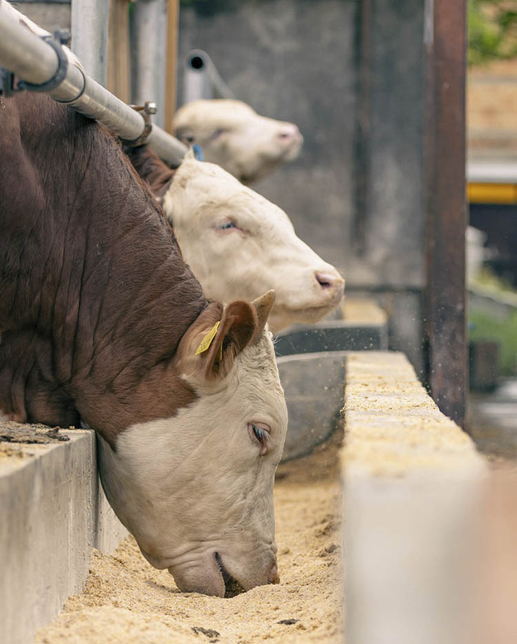 NOVA GERAÇÃO DE ADITIVOS TRANSFORMA A NUTRIÇÃO ANIMAL