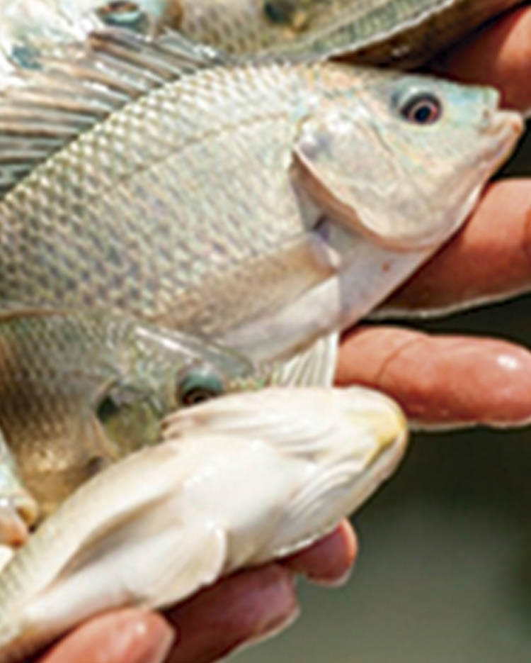 PRESENÇA INTERNACIONAL REFORÇA O BRASIL COMO PLATAFORMA ESTRATÉGICA DO MERCADO DE PESCADOS​